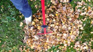 DIY Fall Lawn Cleanup Checklist