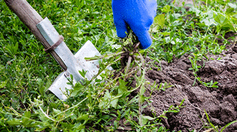 Spring and fall garden clean up services in Castleton, IN.