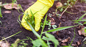 Expert weed removal services in Carmel, Indiana, and nearby areas.