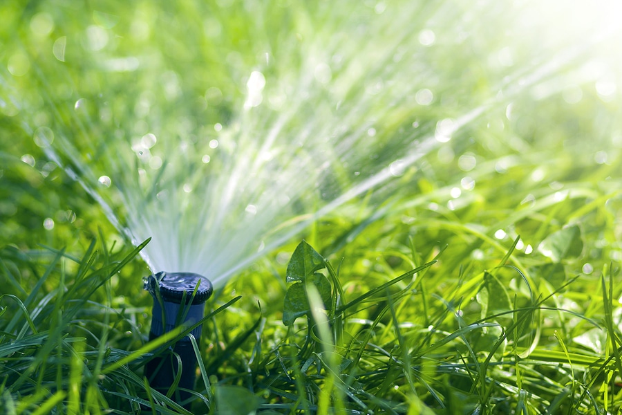 4 Tips to Keep Your Lawn Healthy Through the Summer