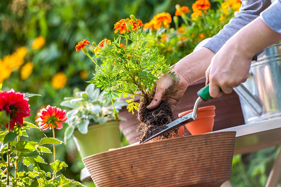 5 Landscaping Mistakes to Avoid in Indiana Yards