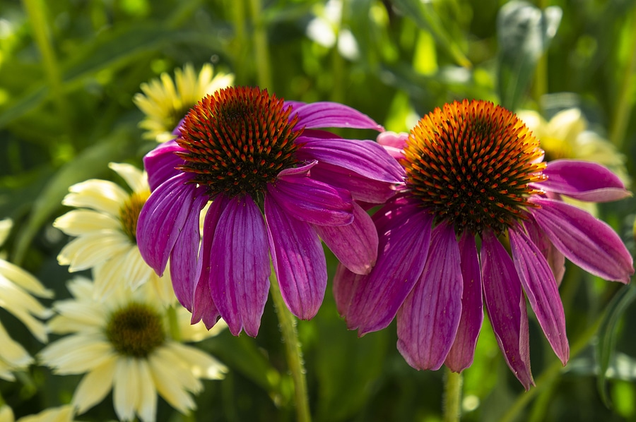 Native Indiana Plants That Thrive in Your Landscaping