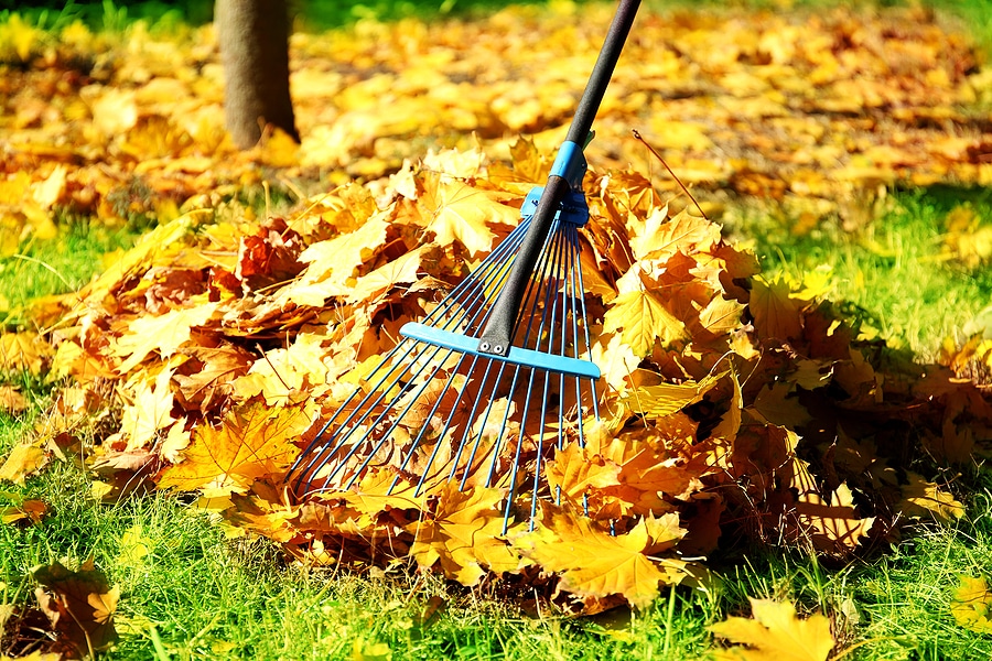 How Leaf Removal Helps Protect Your Grass This Holiday Season