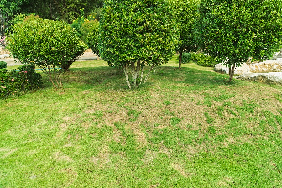 What Your Lawn’s Color Can Tell You About Its Health