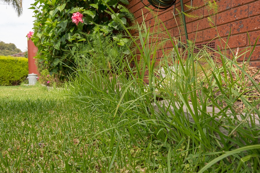 How to Refresh an Overgrown Landscape Without Starting Over