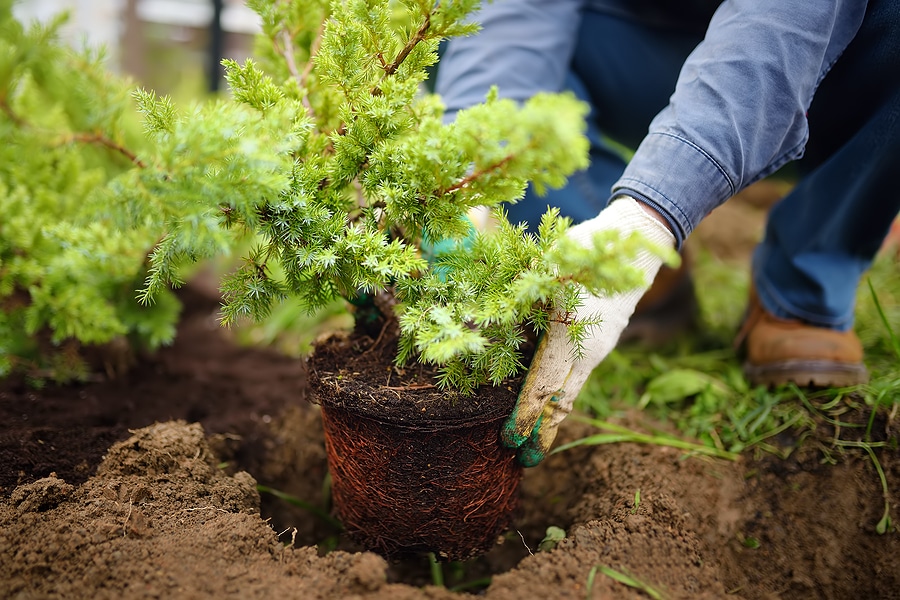 How to Choose Shrubs That Fit Your Yard