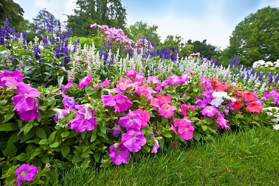 Summer Landscaping Tips for a Clean, Colorful Yard