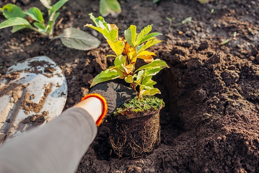 How to Refresh Tired Landscaping at the End of Summer