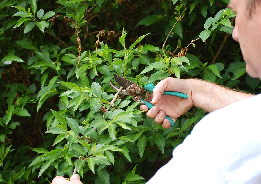 When Should You Replace Old Shrubs Instead of Trimming Them?
