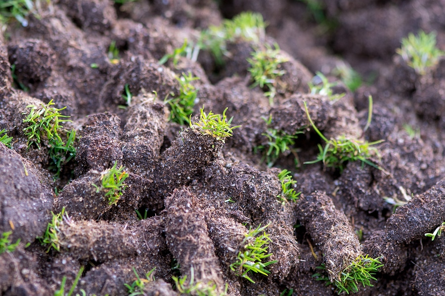 What Should You Do After Your Lawn Is Aerated?