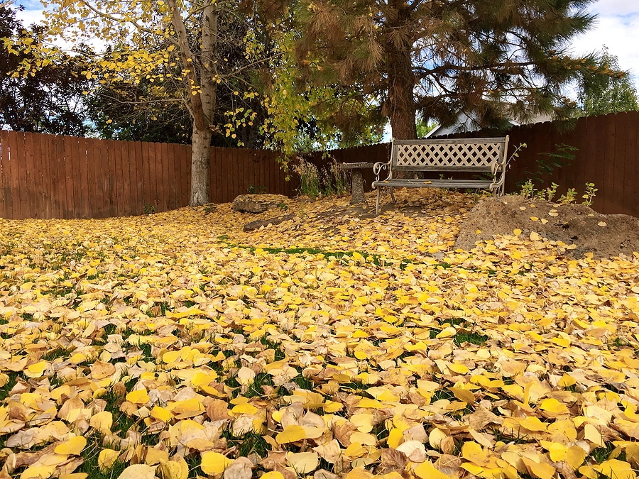 Why One Fall Leaf Cleanup Isn’t Always Enough