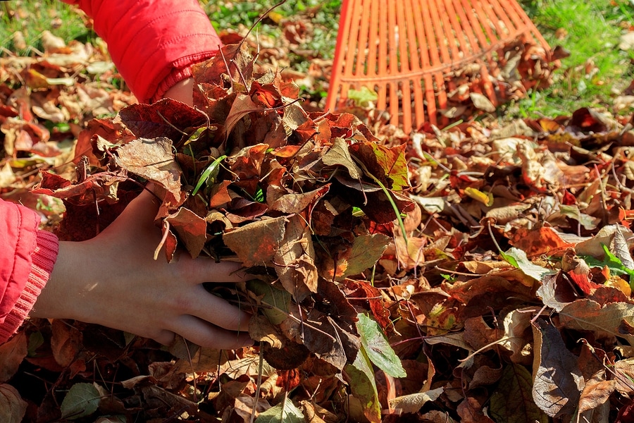 Can Fall Yard Cleanup Help Prevent Problems Next Spring?
